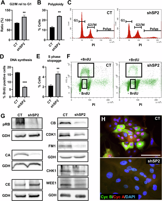 Fig. 3: Depletion of SENP2 induces cellular polyploidy and other cell cycle defects in primary keratinocytes.