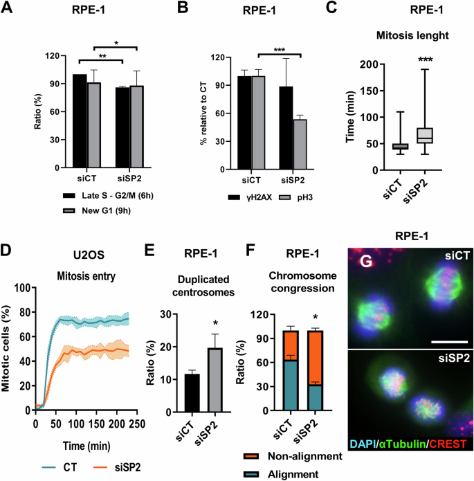 Fig. 5: SENP2 silencing causes mitotic delays and chromosome alignment defects.