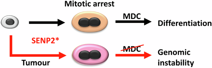 Fig. 8: Model for the deregulation of SENP2 leading to genomic instability in cancer cells bypassing the MDC.