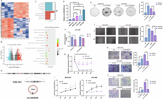 Fig. 1: Screening of LNM-related circRNAs in HCC.