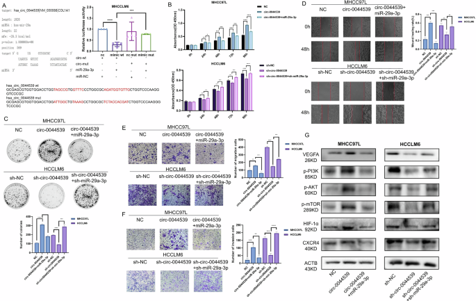 Fig. 3: Circ-0044539 regulates the proliferation, migration, and invasion abilities of HCC cells through miR-29a-3p in vitro.