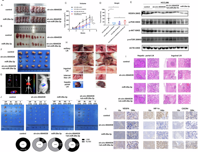 Fig. 4: The effects of circ-0044539-miR-29a-3p on the growth and LNM of HCC in vivo.