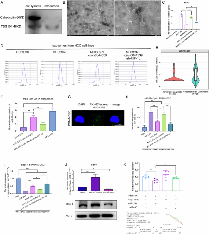 Fig. 5: Circ-0044539 increased HCC exosome and exosomal miR-29a-3p levels in a HIF-1α-dependent manner.