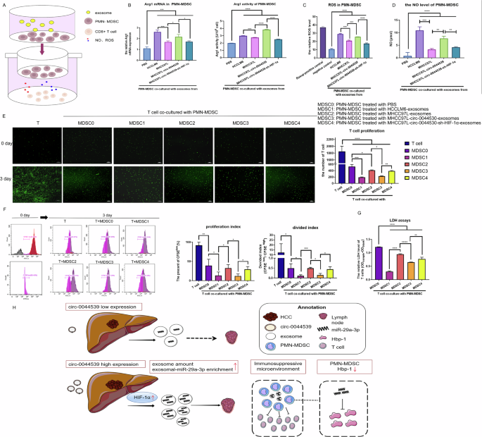 Fig. 6: Increased immunosuppression activity of PMN-MDSCs following treatment with exosomes derived from HCC.