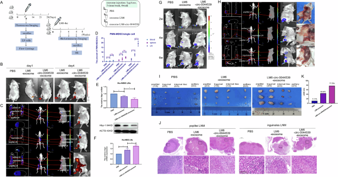 Fig. 7: HCC-derived exosomes reconstructed the LN microenvironment and promoted LNM in Hu-NSG.