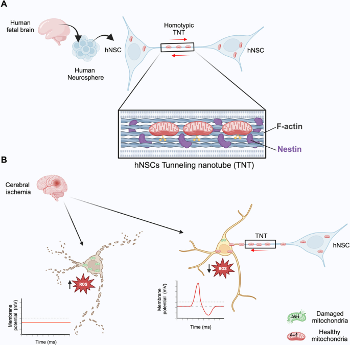 Human neural stem cells derived from fetal human brain communicate with ...