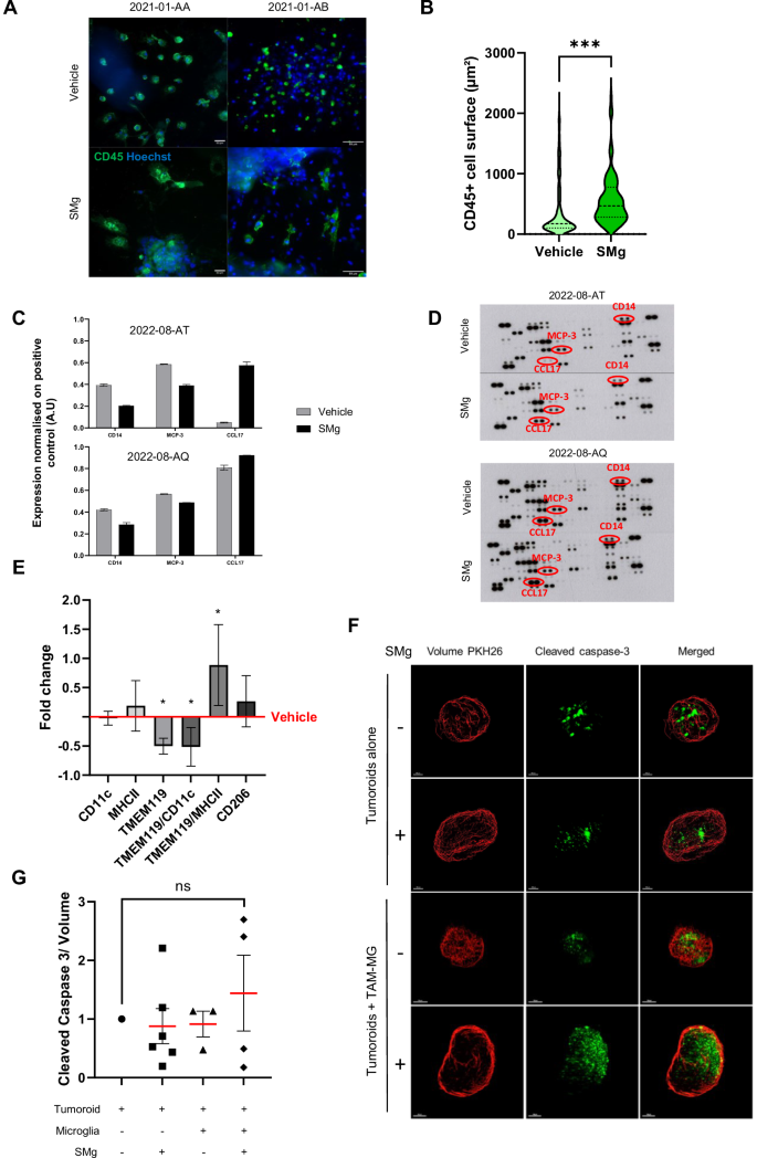 Fig. 2: IAP inhibition promotes TAM-MG pro-apoptotic function.