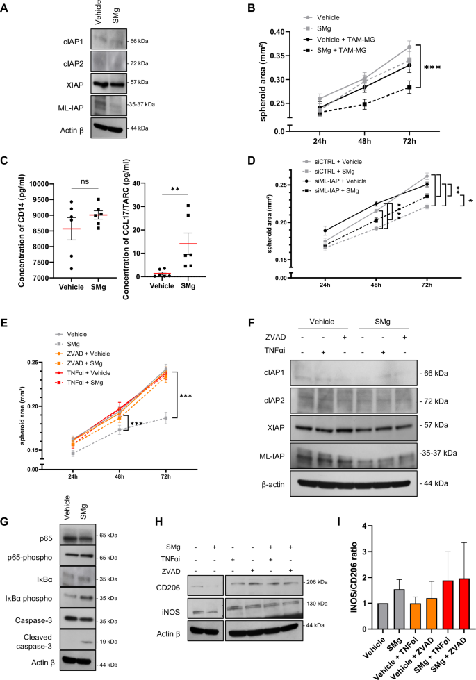 Fig. 3: IAP inhibition promotes TAM-MG proinflammatory phenotype.
