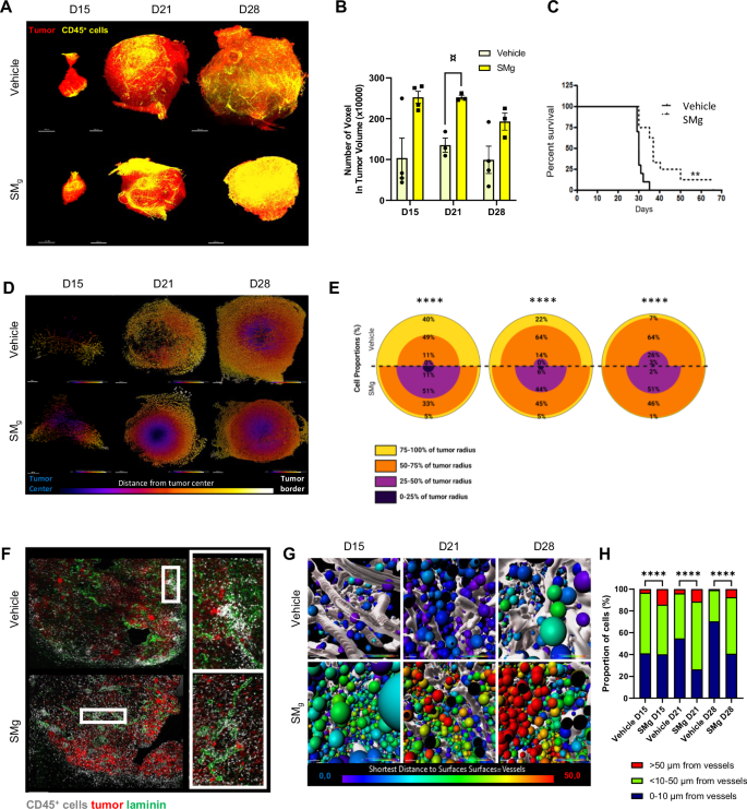 Fig. 4: SMg increases CD45+ immune cell density and promotes their infiltration.