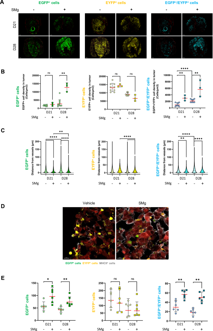 Fig. 5: SMg modulates TAM density, spatial distribution and function.