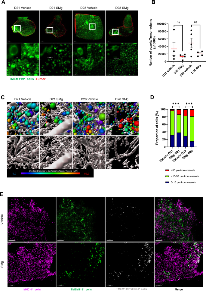 Fig. 6: SMg decreases basal TAM-MG density, promote their infiltration and their activation.