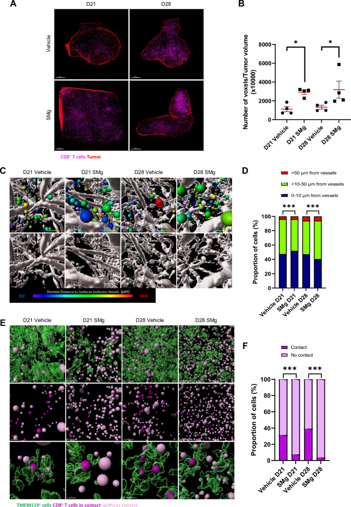 Fig. 7: SMg treatment decreases TAM-MG and CD8 T cell crosstalk.