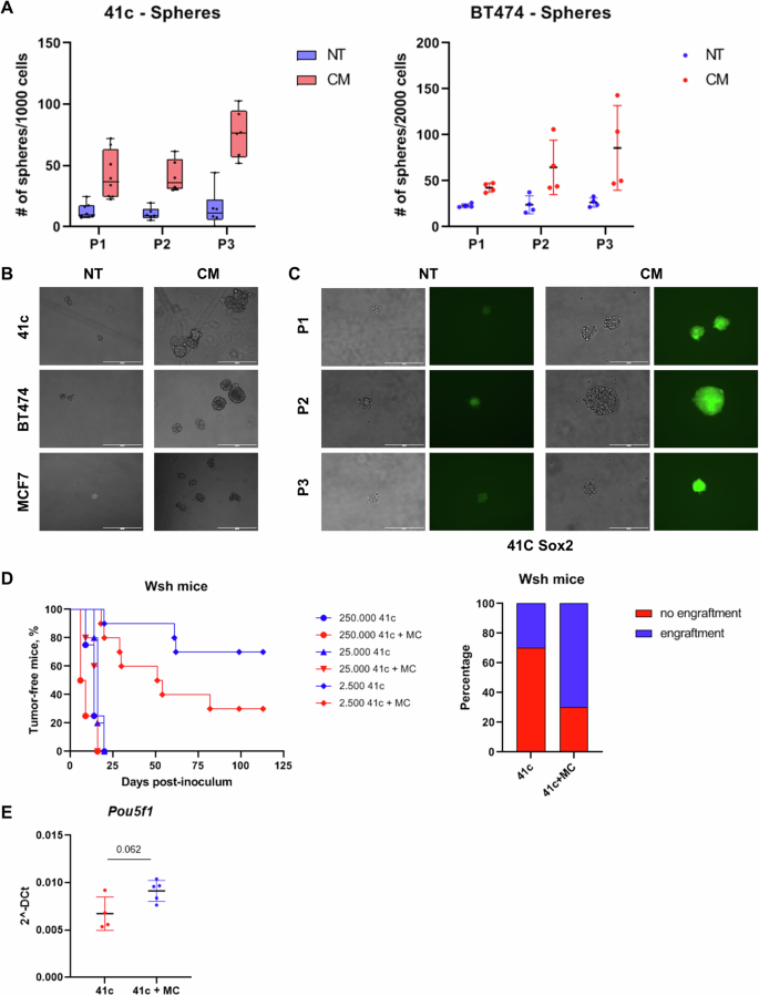 Fig. 1: Mast cells enhance the tumor-initiating potential of cancer cells.
