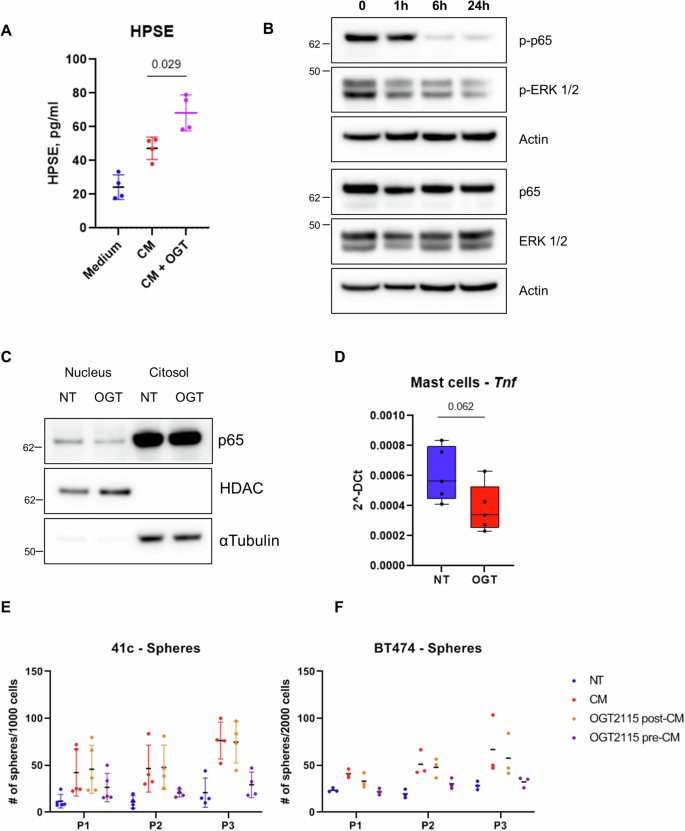 Fig. 2: Mast cell heparanase is involved in the induction of stem-like features.