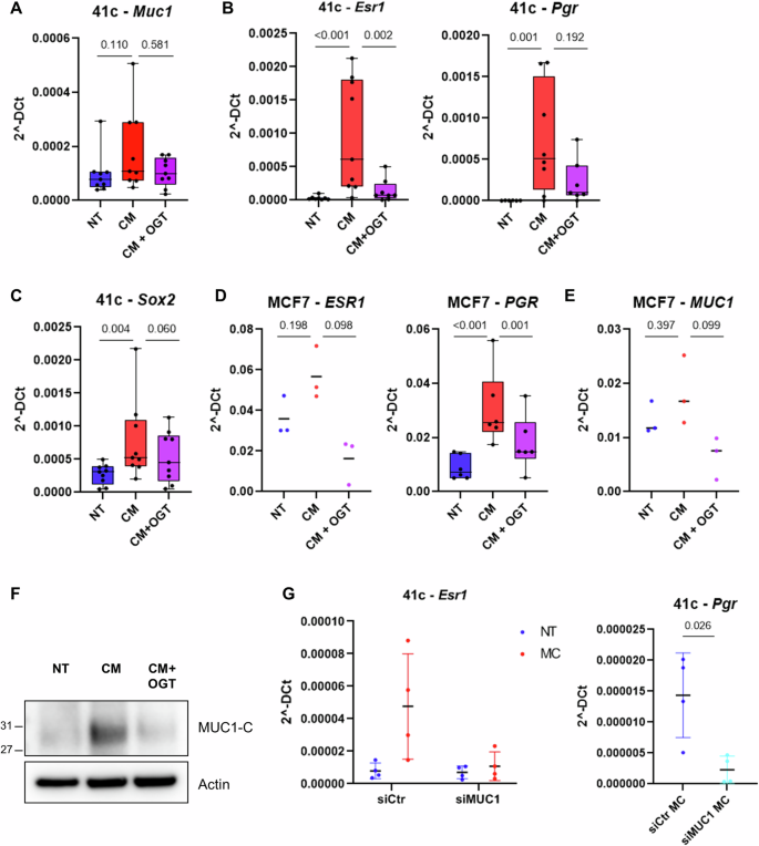 Fig. 3: Mast cells induce estrogen receptor and Sox2 expression in a heparanase/MUC1-dependent manner.