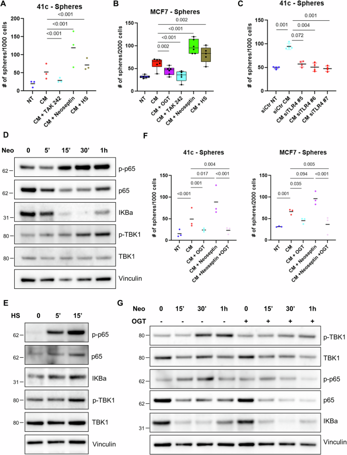 Fig. 5: TLR4 stimulation promotes cancer cell stem-like properties.