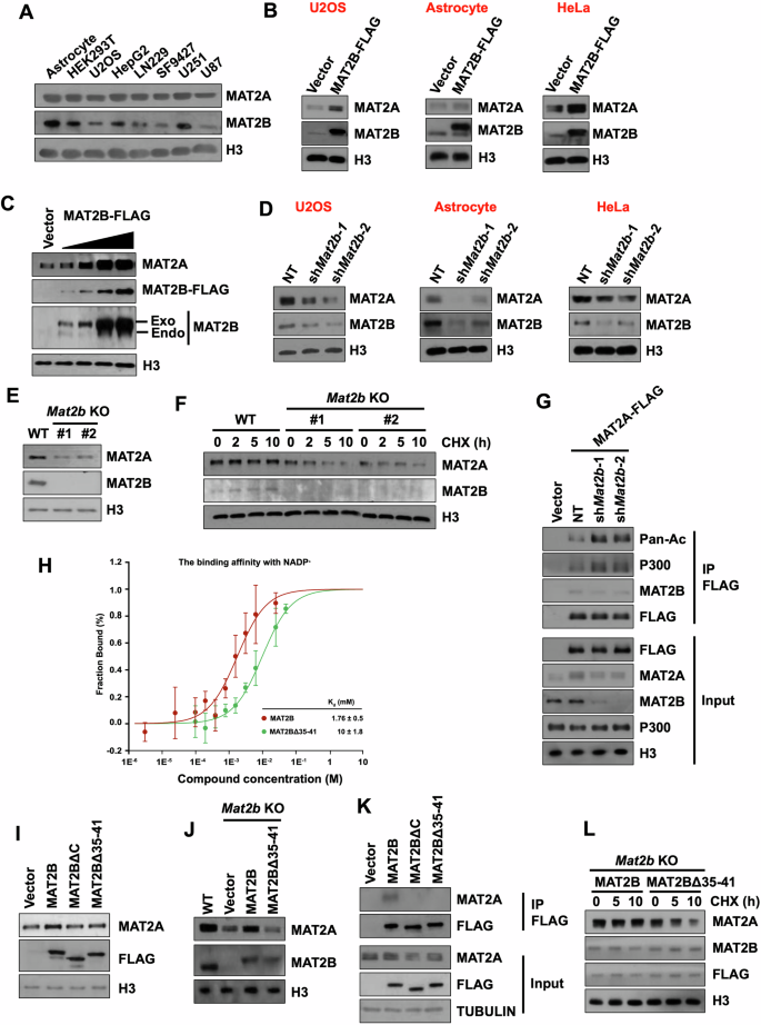 Fig. 1: MAT2B regulates the protein level of MAT2A.