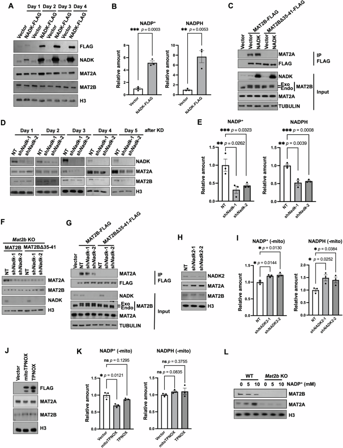 Fig. 2: MAT2B regulates MAT2A in an NADP+-dependent manner.