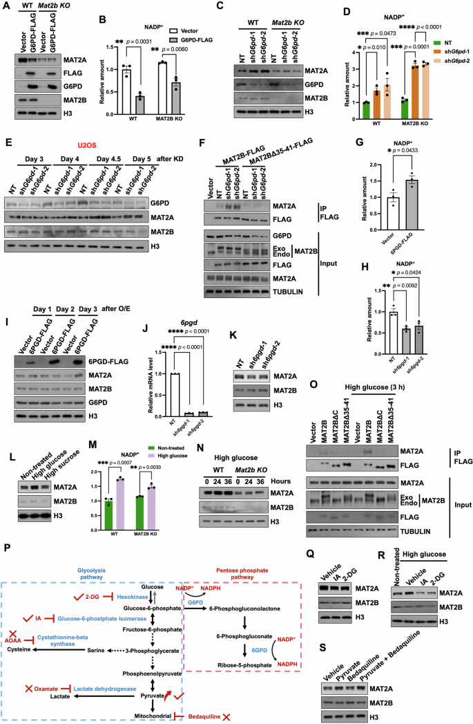 Fig. 3: The regulation of MAT2A by PPP depends on NADP+.