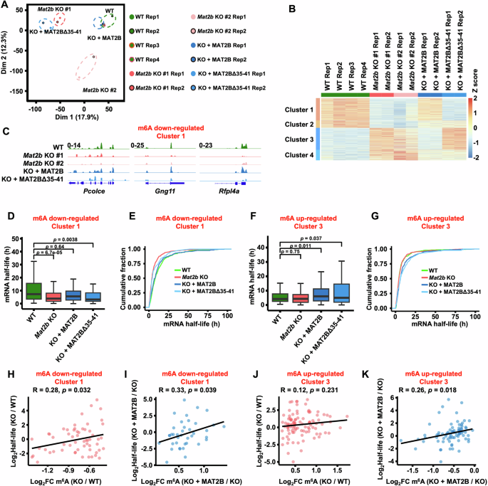 Fig. 4: NADP+ regulates the m6A modification and stability of mRNA.