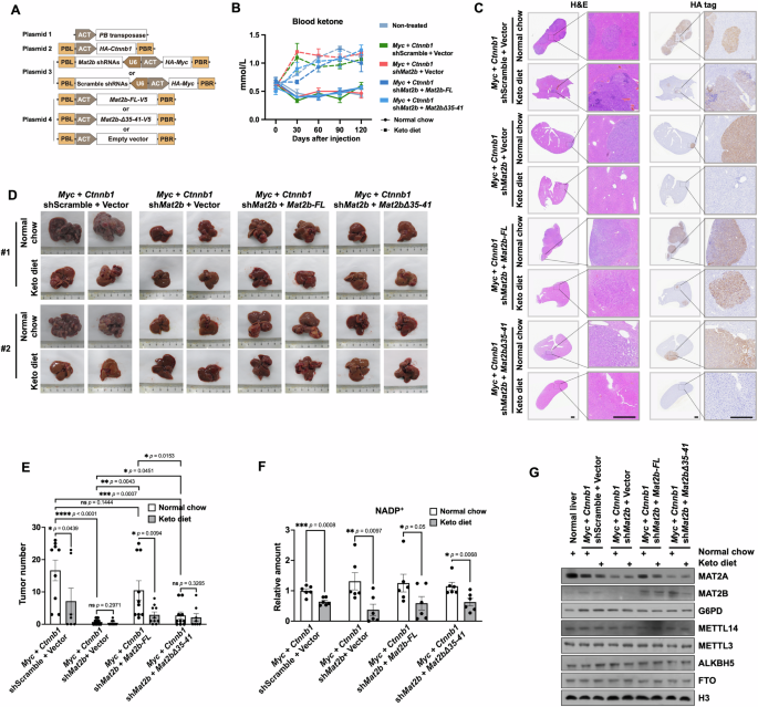 Fig. 6: NADP+ regulates tumorigenesis in liver tumors.