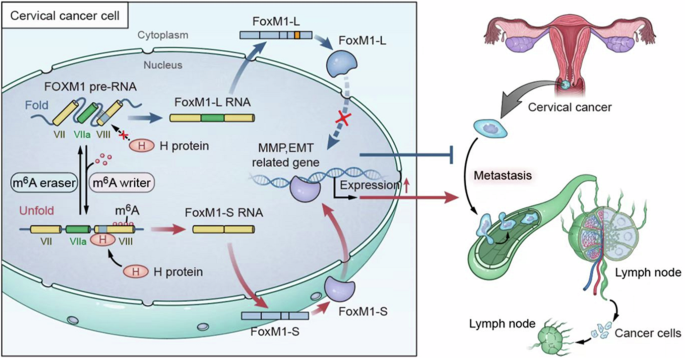 Fig. 7: Hypothesized mechanism diagram: HNRNPC-mediated m6A-dependent binding to FOXM1 promotes lymph node metastasis in CCa through alternative splicing.