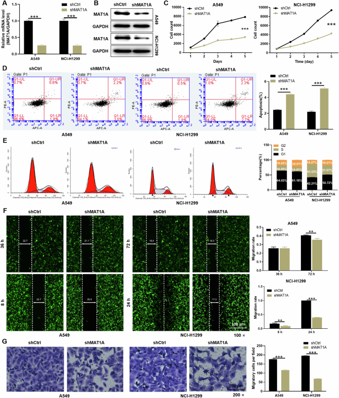 Fig. 2: MAT1A depletion inhibited malignant phenotypes of NSCLC cells in vitro.