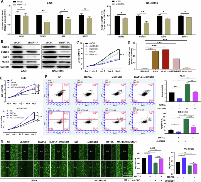Fig. 3: MAT1A facilitated NSCLC cell proliferation and migration through CCND1.