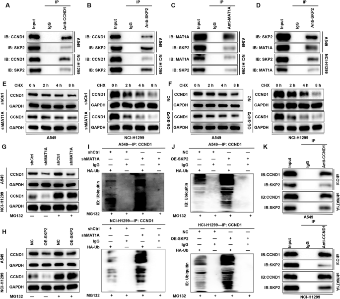Fig. 4: MAT1A inhibited the ubiquitination of CCND1 by blocking the binding of SKP2 to CCND1.