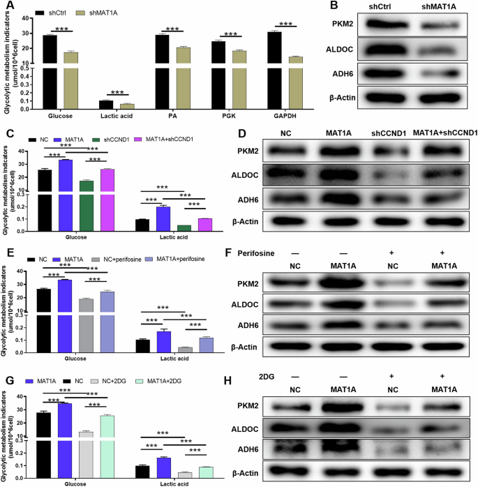 Fig. 5: MAT1A enhances the glycolysis of NSCLC cells through CCND1.