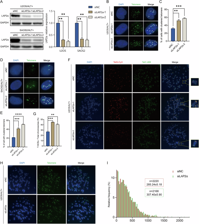 Fig. 2: Knockdown LAP2α elevates the telomeric homologous recombination and extends the telomere length of ALT cells.