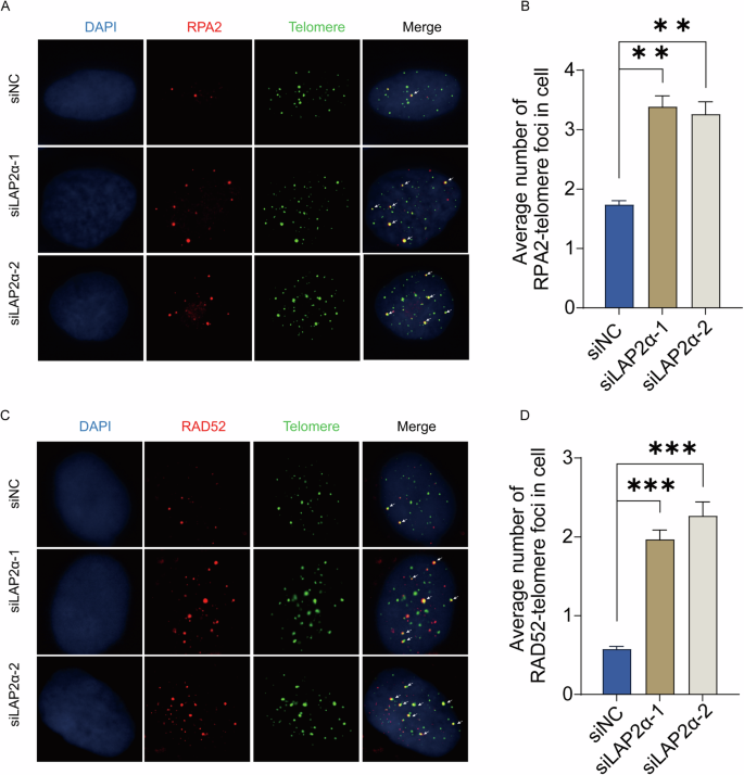 Fig. 4: LAP2α repressing the recruitment of recombination factors to telomeres.