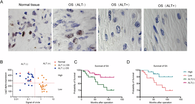 Fig. 6: LAP2α expression is lower in ALT-positive osteosarcomas (OS) and associated with poorer survival.