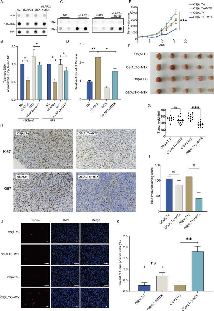 Fig. 7: Methotrexate reverses LAP2α-Induced telomeric chromatin decondensation, offering basis for precise treatment of osteosarcoma.