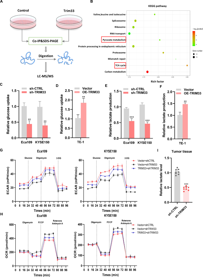Fig. 3: TRIM33 enhances aerobic glycolysis of ESCC cells.