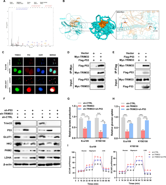 Fig. 4: TRIM33-P53 axis plays an important role in glucose metabolism.