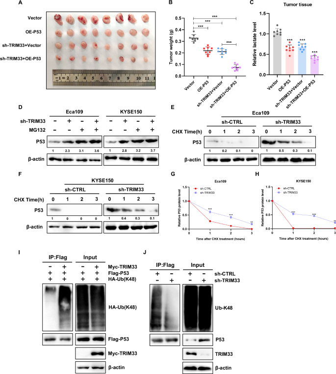 Fig. 5: TRIM33 triggers P53 K48-linked ubiquitination and proteasome degradation.