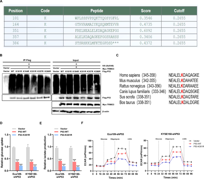 Fig. 6: K351 site of P53 plays an important role in K48-linked ubiquitination and aerobic glycolysis of ESCC cells.