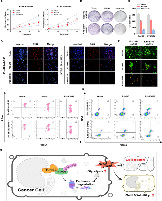 Fig. 7: K351 site of P53 is the key site affecting the proliferation and death of ESCC cells.