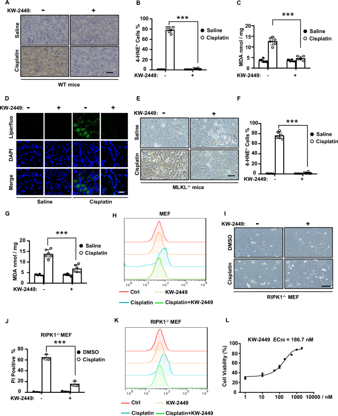 Fig. 1: KW-2449 inhibits cisplatin-induced ferroptosis.