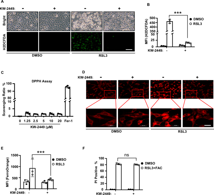 Fig. 3: KW-2449 inhibits ROS production by preventing the accumulation of ferrous iron in ferroptosis.