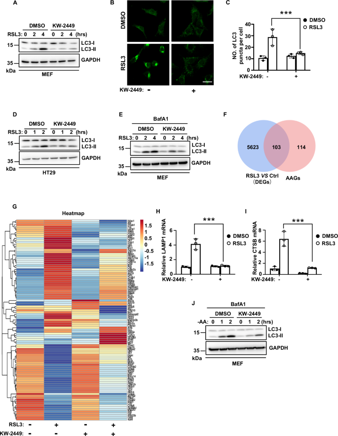 Fig. 4: KW-2449 inhibits autophagy in ferroptosis.