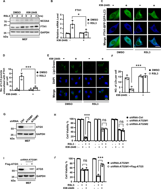 Fig. 5: KW-2449 inhibits ferroptosis by targeting the autophagy pathway.