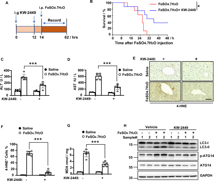 Fig. 7: KW-2449 protects mice against iron overload-induced MODS.