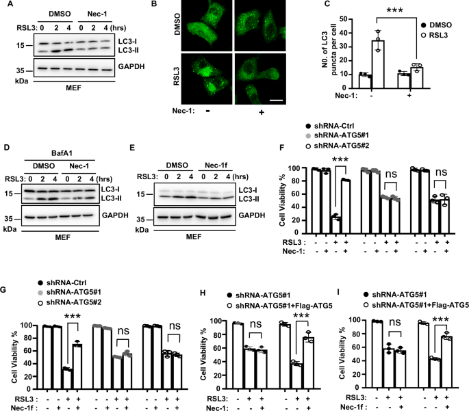 Fig. 8: Nec-1 targets the autophagy pathway to inhibit ferroptosis.