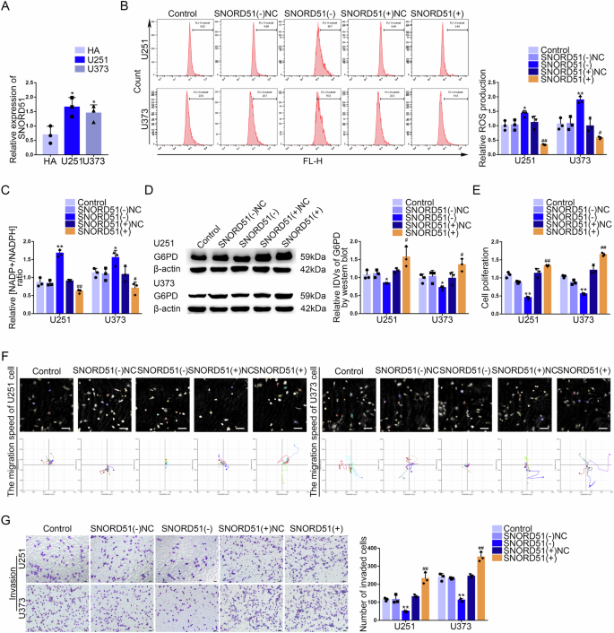 Fig. 2: SNORD51 was upregulated in GBM tissues and cells, promoting the PPP and biological behavior of GBM cells.