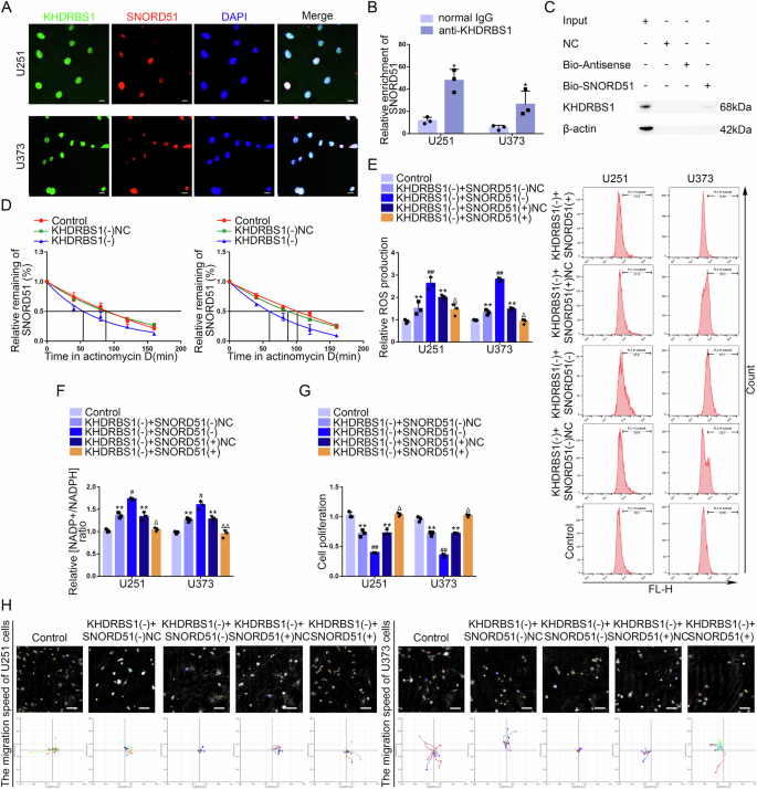 Fig. 3: KHDRBS1 enhanced the stability of SNORD51 by binding to SNORD51 promoting the PPP and biological behavior of GBM cells.
