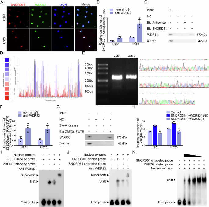 Fig. 5: SNORD51 regulated the 3’end polyadenylation of ZBED6 pre-mRNA through competitive binding of WDR33 with 3’UTR of ZBED6 pre-mRNA.