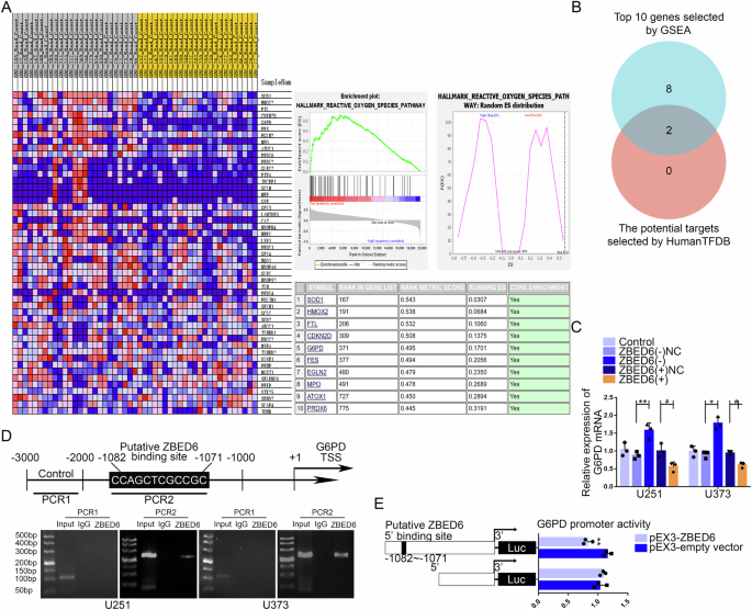 Fig. 6: ZBED6 regulated the expression of G6PD by binding its promoter region.
