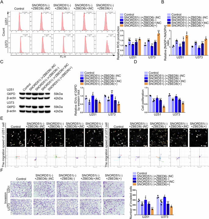 Fig. 7: SNORD51 mediated the PPP and the biological behavior of GBM cells through affecting ZBED6.